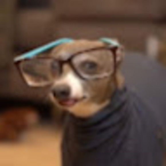 Meet your Posher, Maxwell - Picture 1 of 1